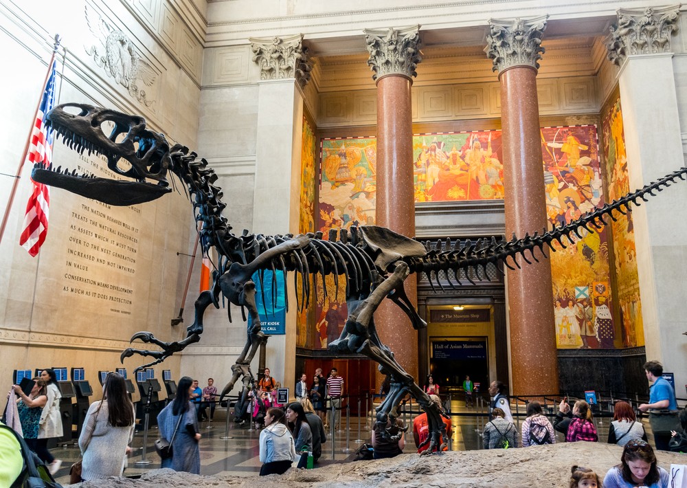 New York City, NY USA - May 1, 2015:New York City Museum of Natural Sciences Dinosaur Fossils  