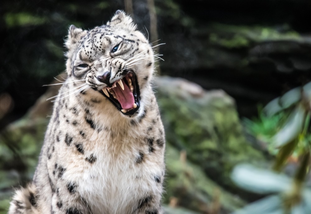 Snow leopard (aka., ounce) (Panthera uncia), a large cat native to the mountain ranges of Central and South Asia.