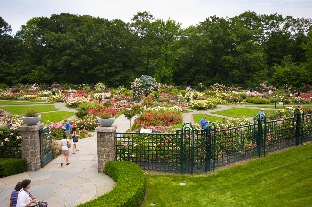Peggy Rockefeller Rose Garden w nowojorskim Ogrodzie Botanicznym w Bronx, NYC. licencja: shutterstock/By