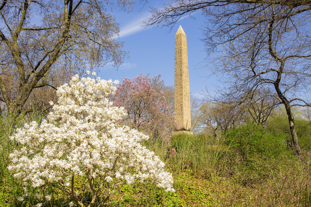Słynny obelisk zwany Igłą Kleopatry w Central Parku w Nowym Jorku, licencjat: shutterstock/By cpaulfell
